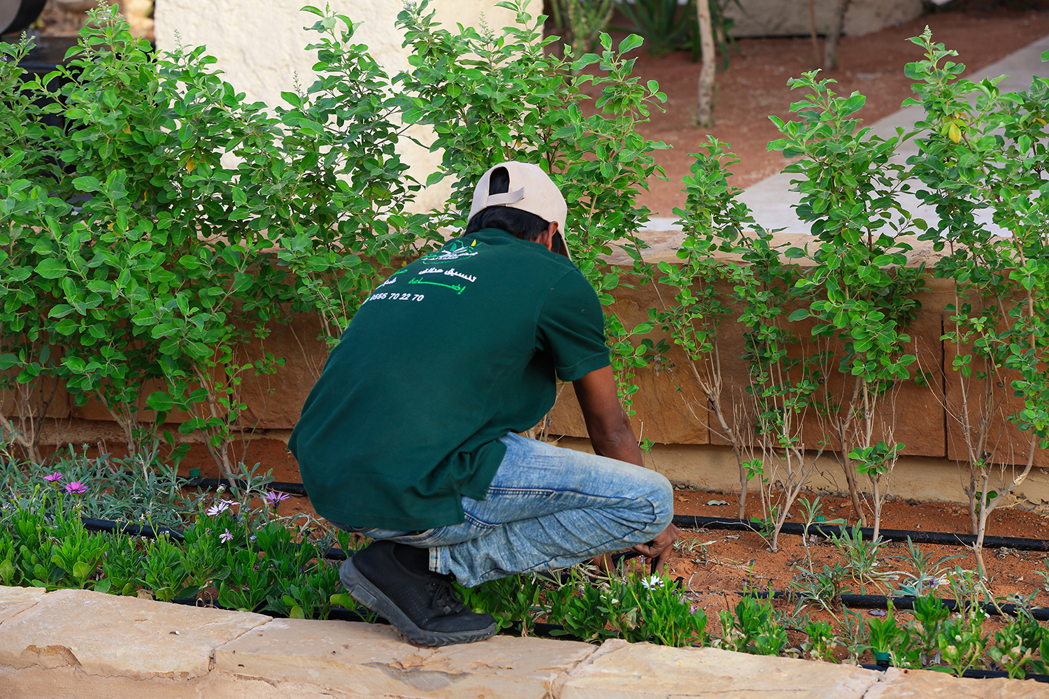 Gardener tending a shrub bed